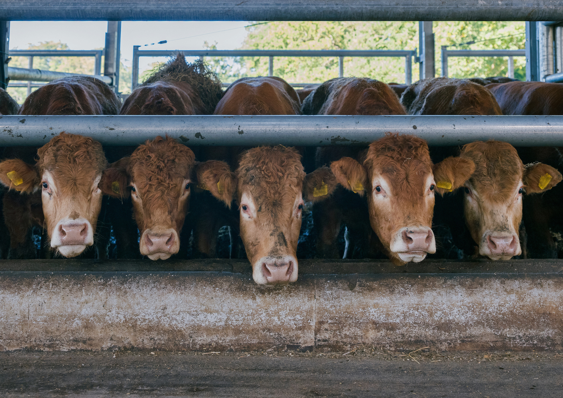 1 9 Österreichischer Tierschutzverein