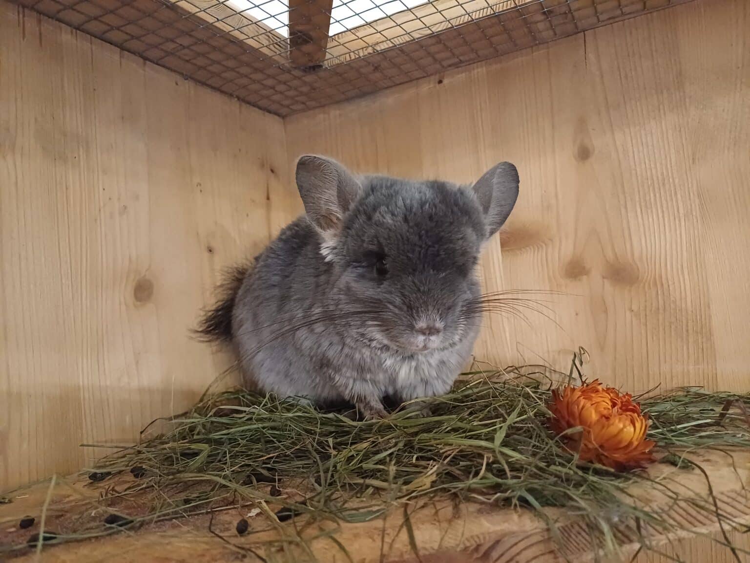 Österreichischer Tierschutzverein - Spendenprojekte: Bitte hilf den Kleintieren!