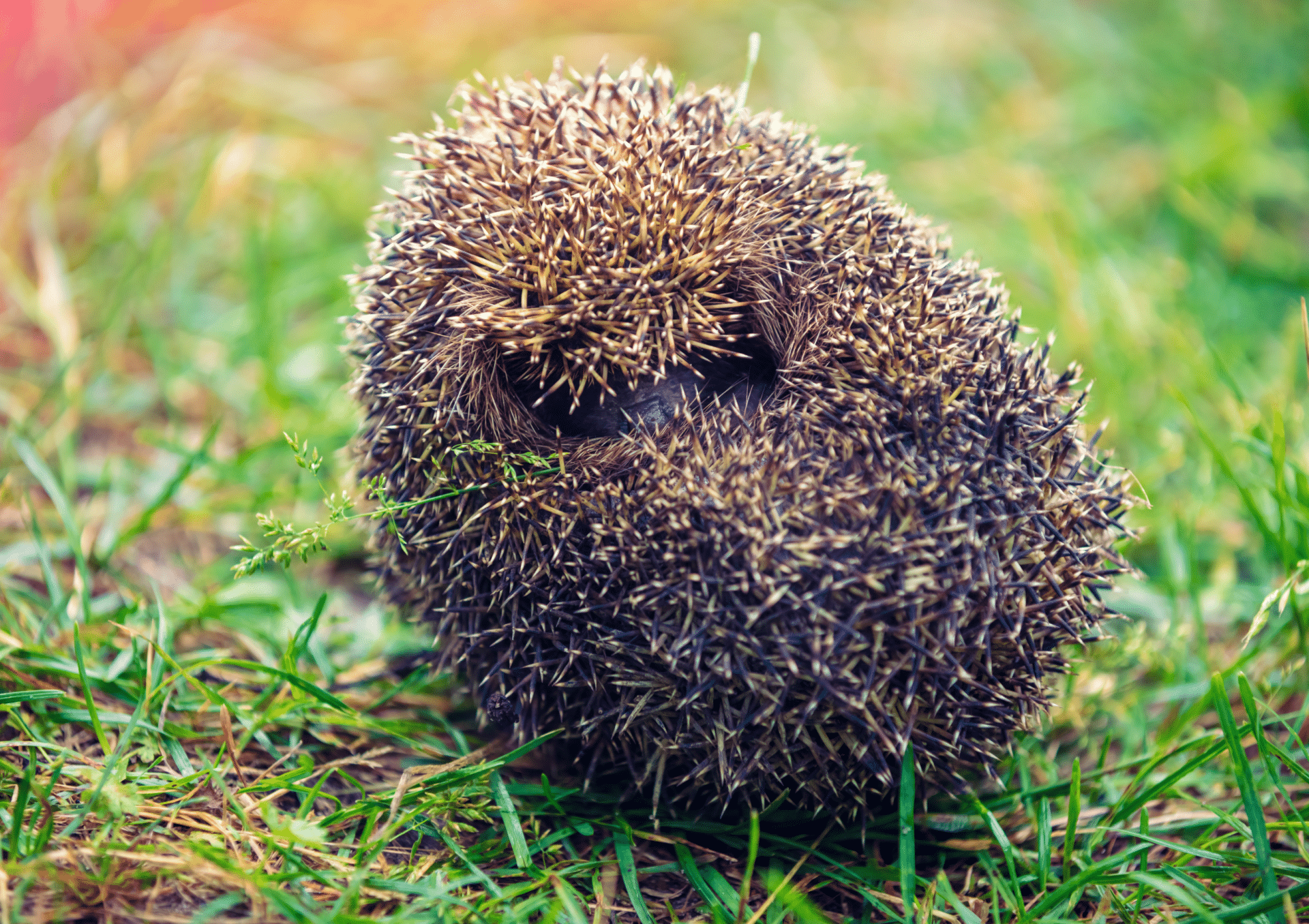 Österreichischer Tierschutzverein Österreichischer Tierschutzverein Tierschutzwissen: Mähroboter Stiller Feind