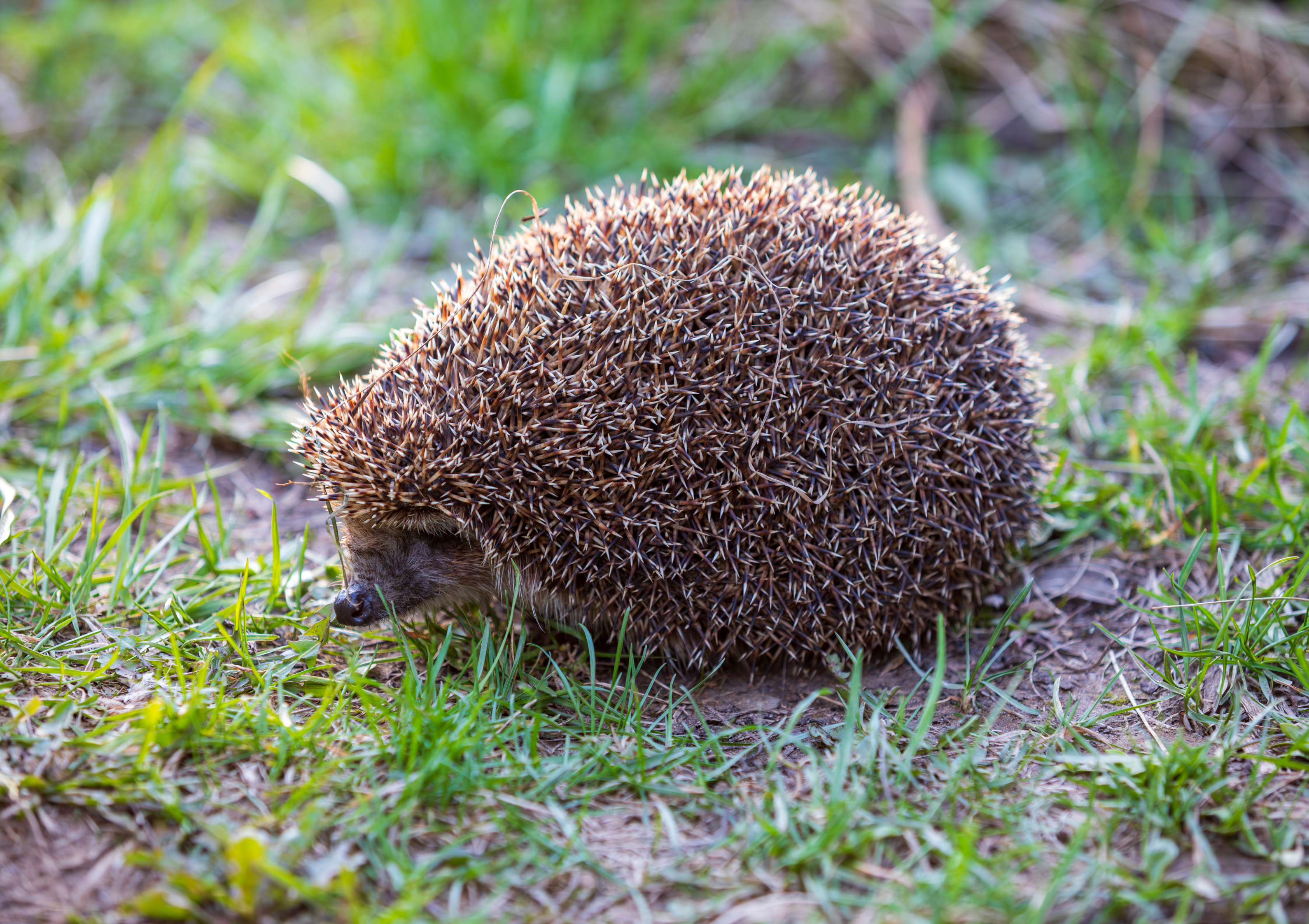 Österreichischer Tierschutzverein 17 Österreichischer Tierschutzverein