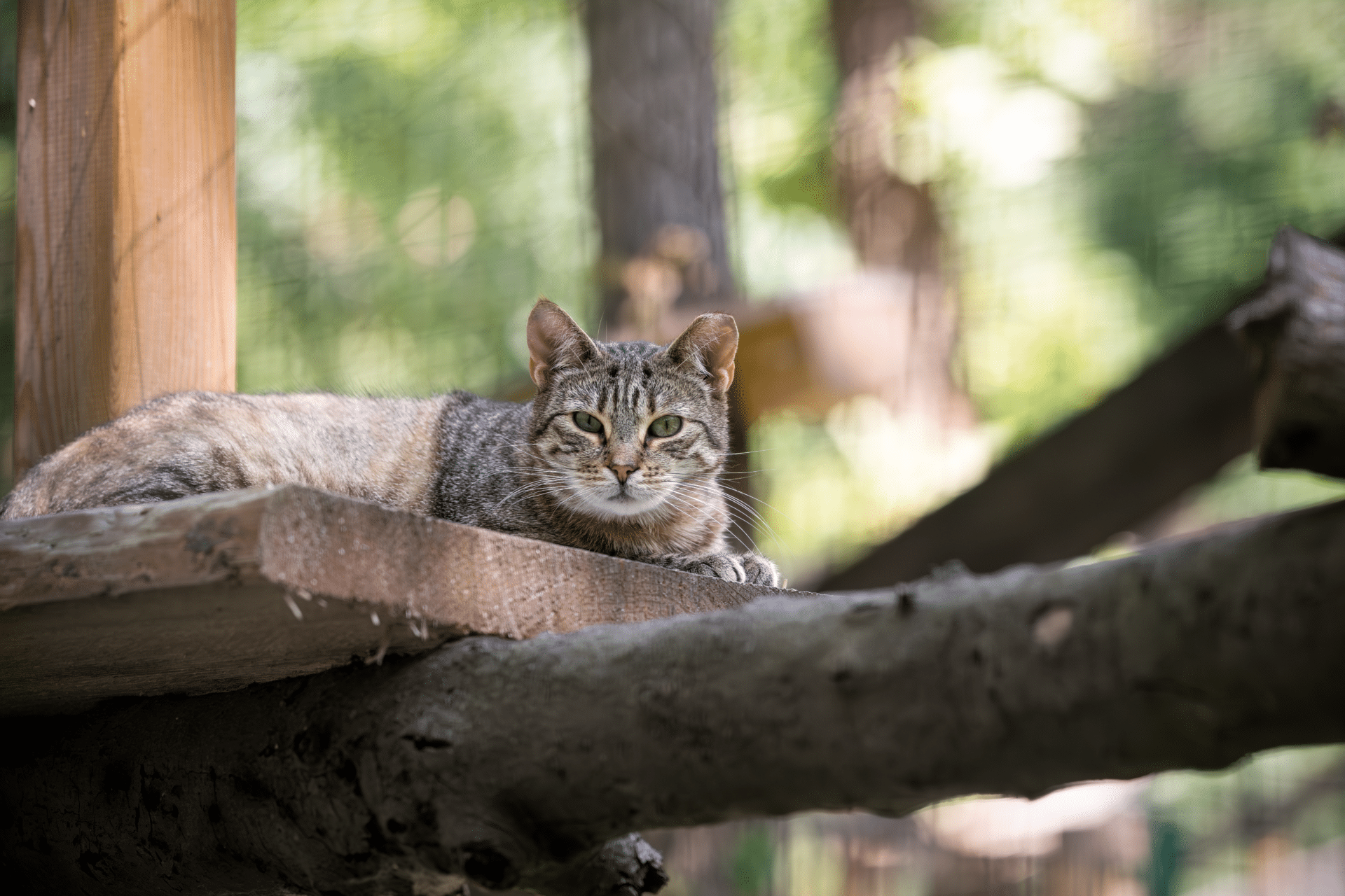 2 2 Österreichischer Tierschutzverein