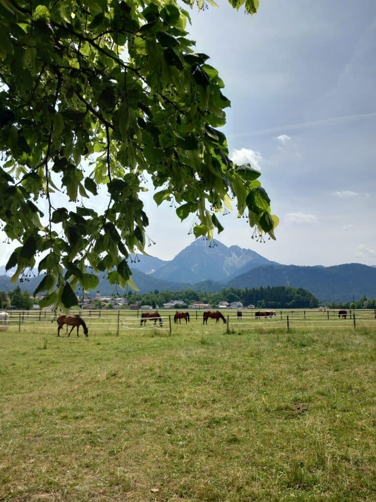 Pferdeklappe Reutte - Ein Tierschutzpferd aus der Pferdeklappe Reutte adoptieren