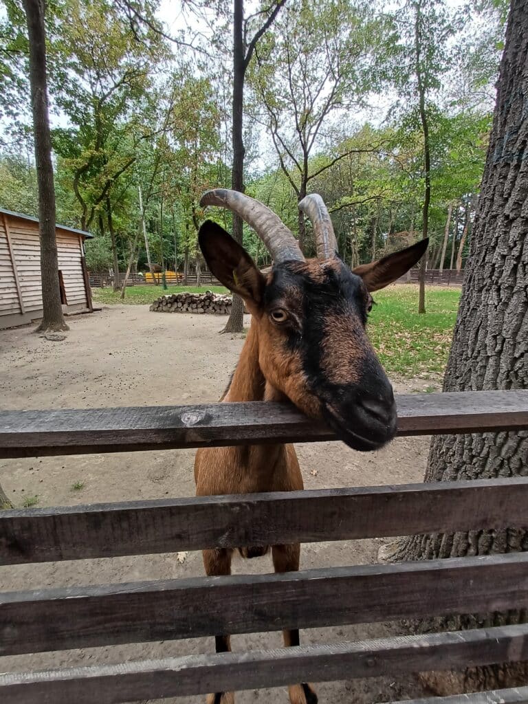 Österreichischer Tierschutzverein-Spendenprojekt: Heidi musste in der Tierklinik behandelt werden.