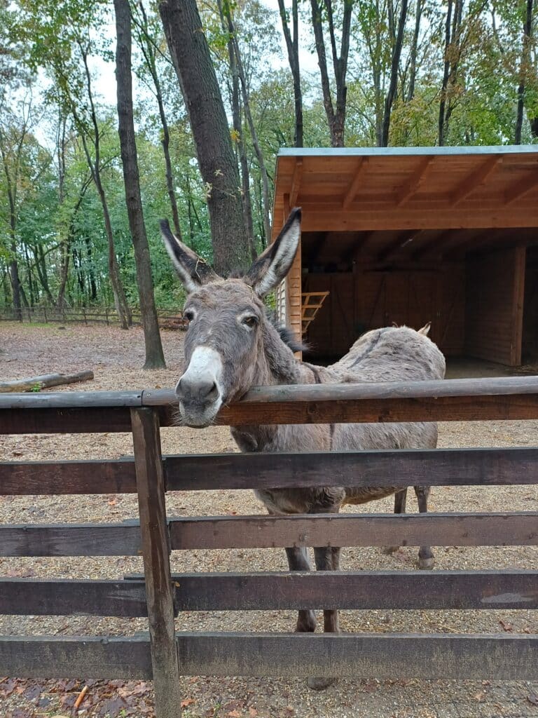 Österreichischer Tierschutzverein-Tierwünsche: Eseldame Mary