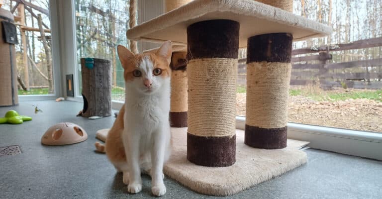 Österreichischer Tierschutzverein - Weihnachtsaktion: Erfüllst du den Herzenswunsch von unseren Schützlingen?