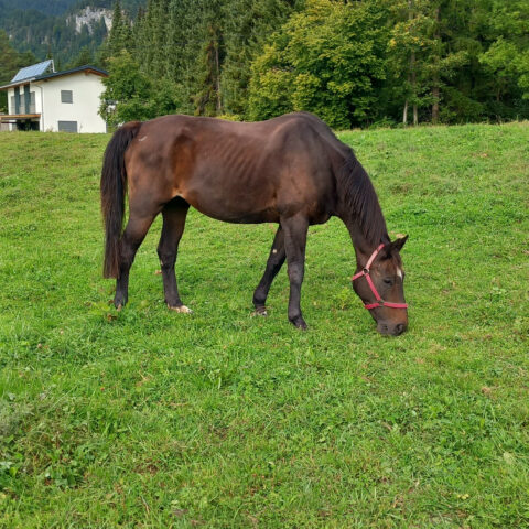 Österreichischer Tierschutzverein-Tiervermittlung: Die menschenbezogene Gucci