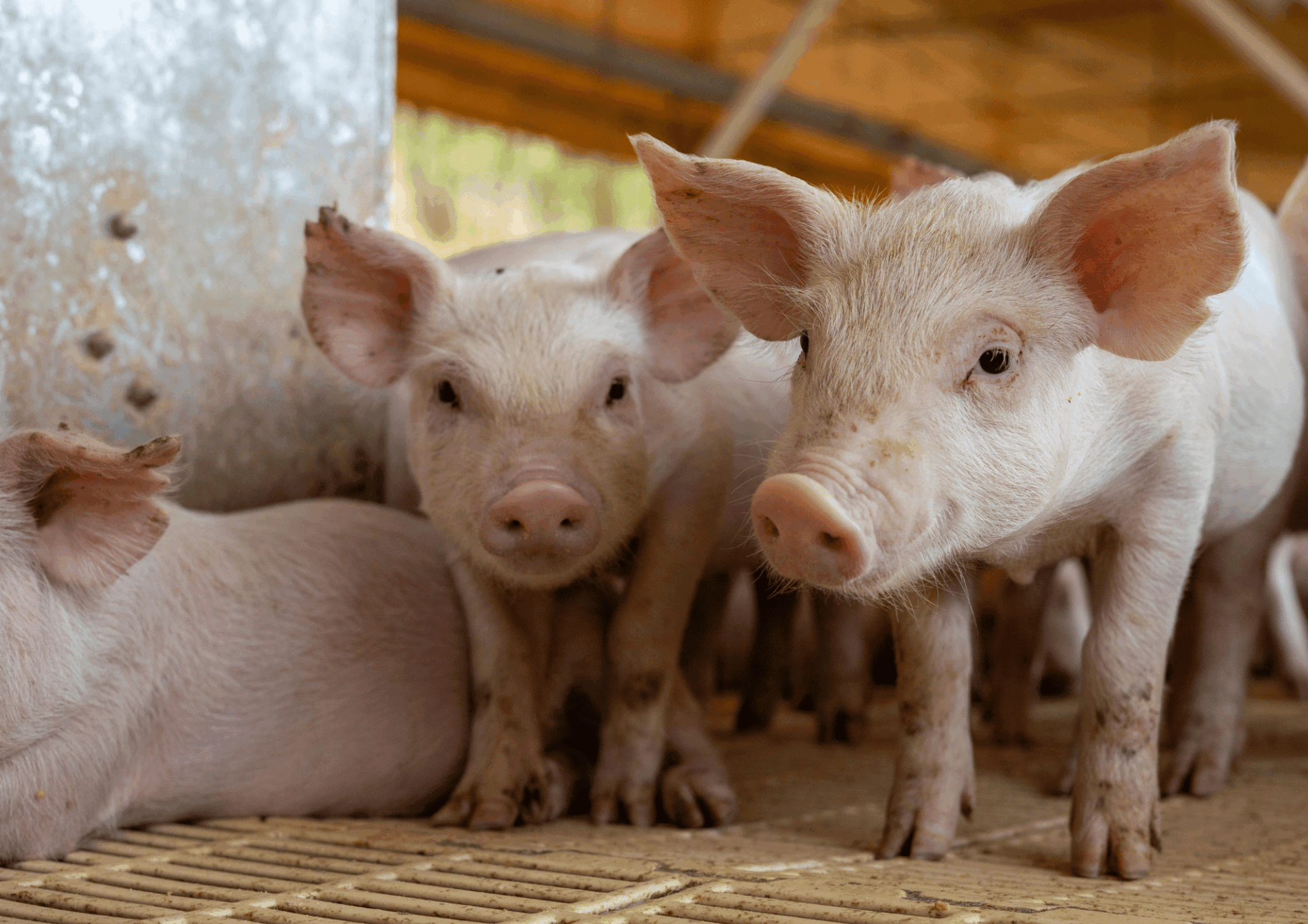 Österreichischer Tierschutzverein 3 5 Österreichischer Tierschutzverein