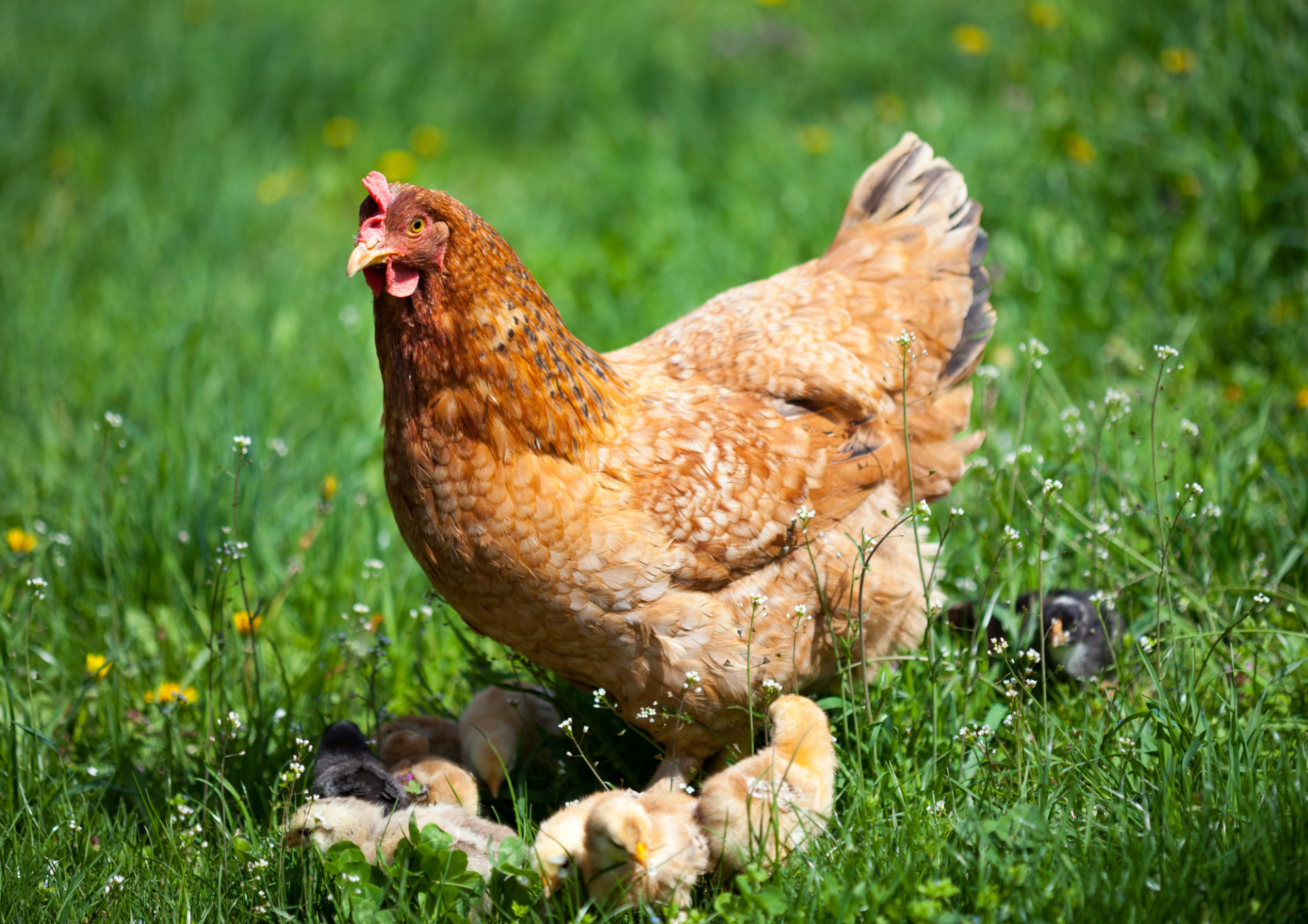 3 7 Österreichischer Tierschutzverein