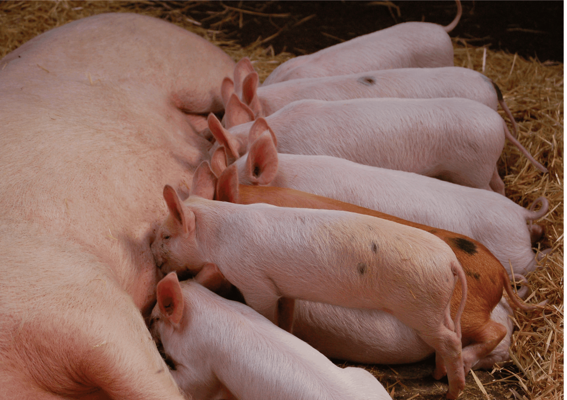 Österreichischer Tierschutzverein 4 3 Österreichischer Tierschutzverein