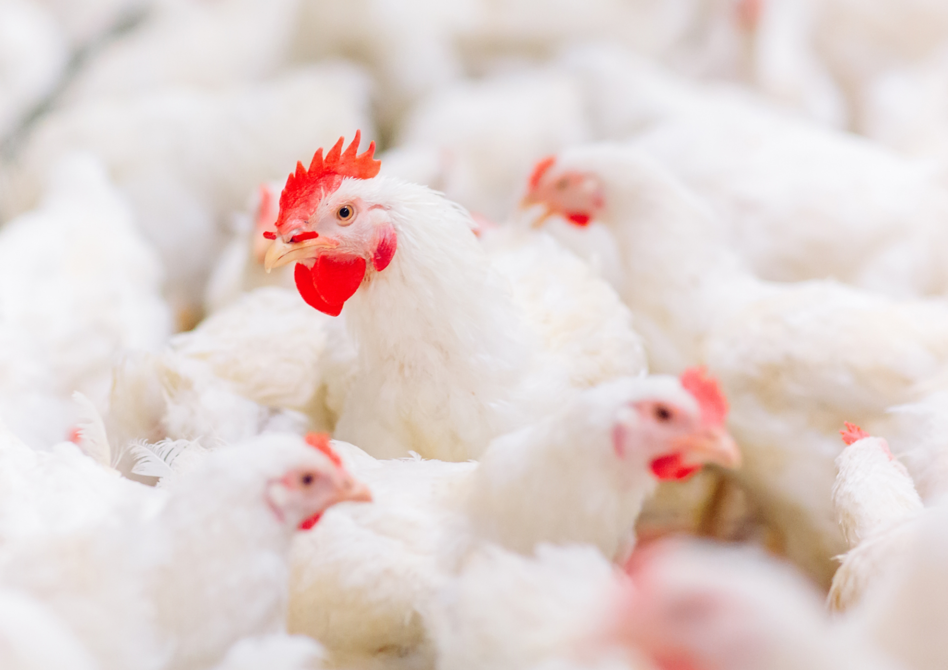 4 5 Österreichischer Tierschutzverein