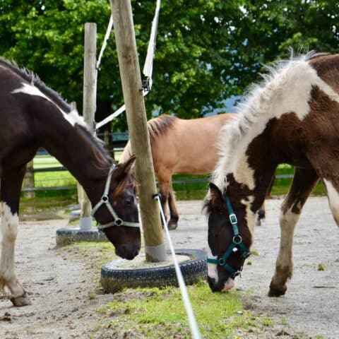 Österreichischer Tierschutzverein - Tiervermittlung: der frech, fröhliche Oreo