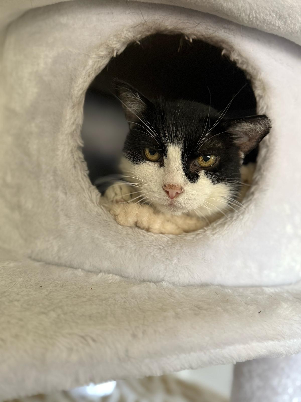 Österreichischer Tierschutzverein-Happy Ends: Kater Prinzi