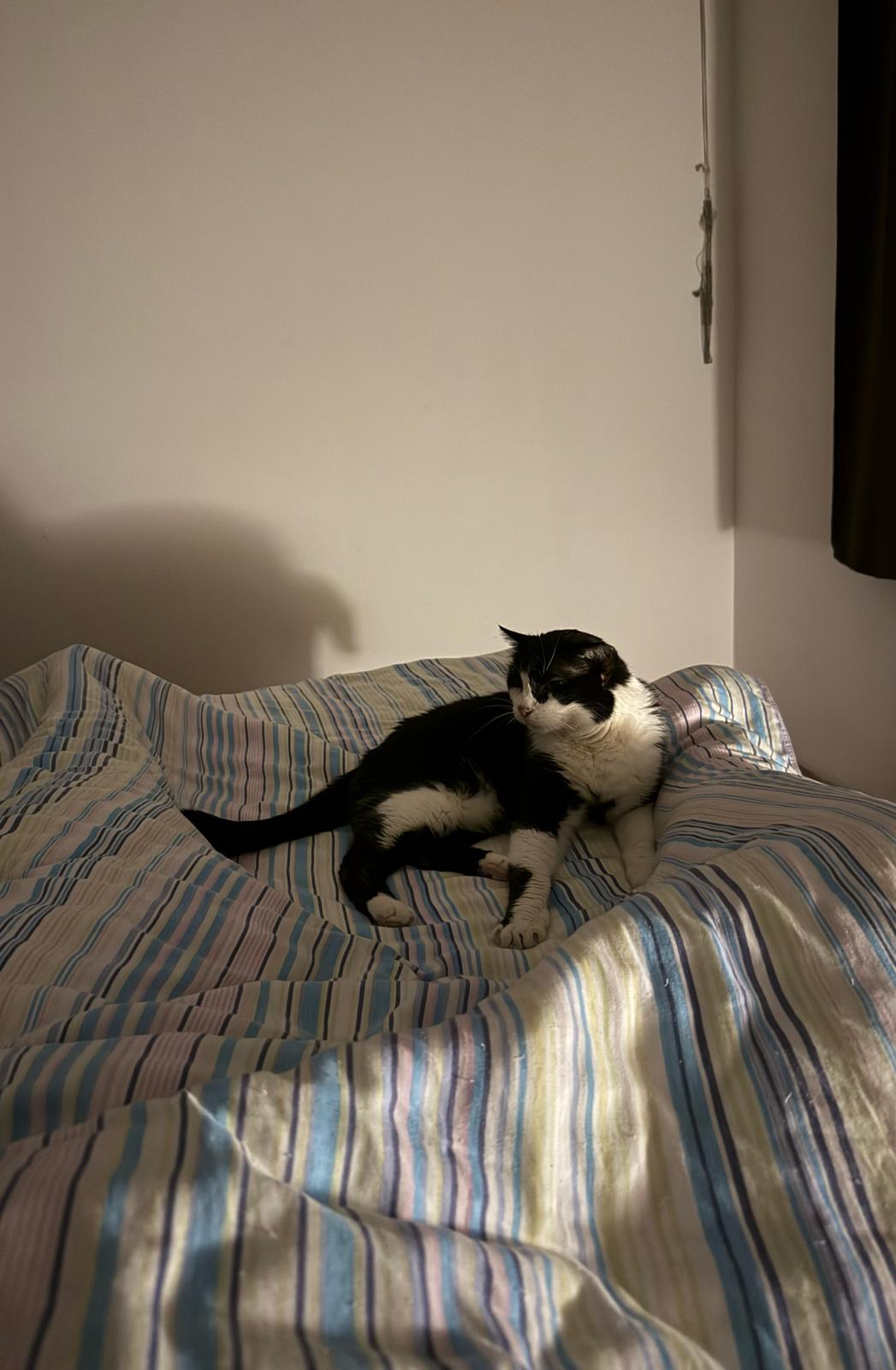 Österreichischer Tierschutzverein Österreichischer Tierschutzverein-Happy Ends: Kater Prinzi