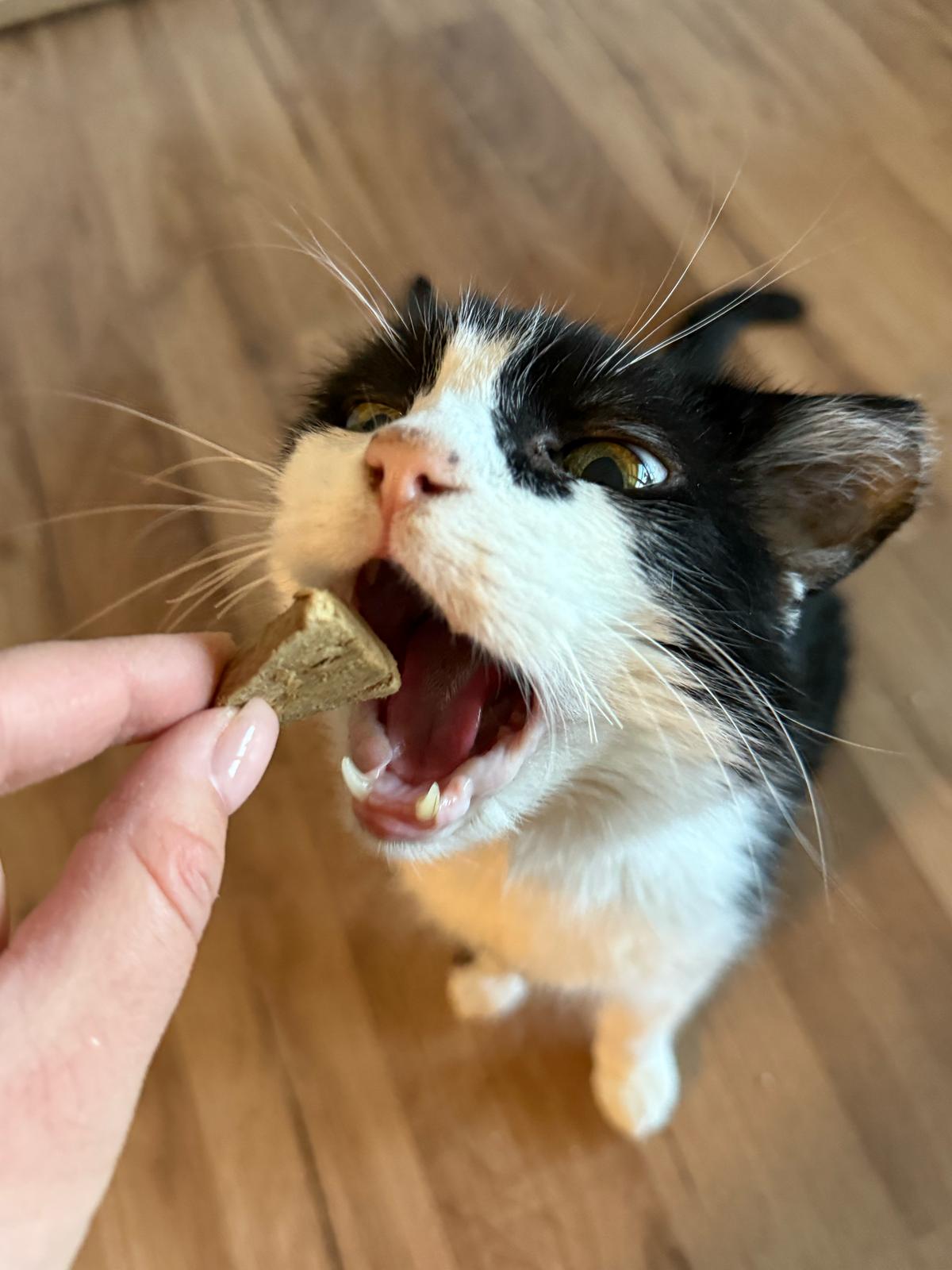 Österreichischer Tierschutzverein Österreichischer Tierschutzverein-Happy Ends: Kater Prinzi