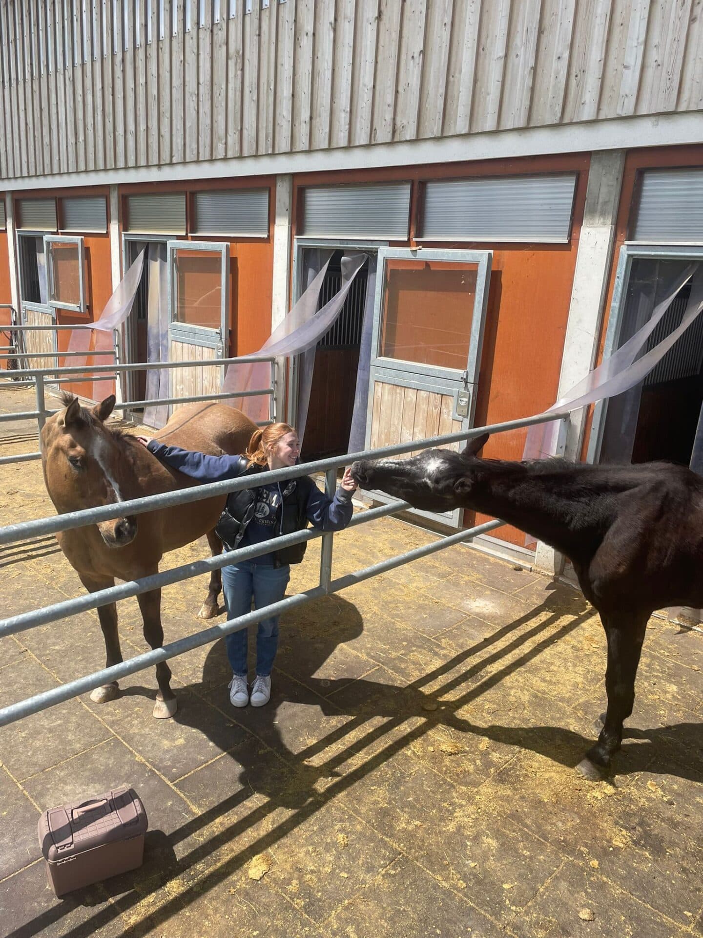 499273709 1111389064357935 5584247370362935924 n Österreichischer Tierschutzverein