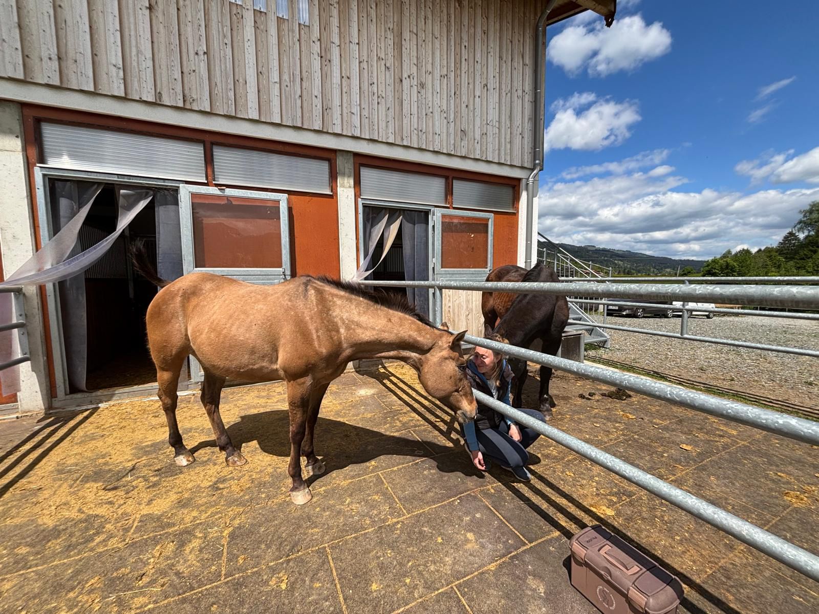 499411476 1111388981024610 8819710179894208344 n Österreichischer Tierschutzverein
