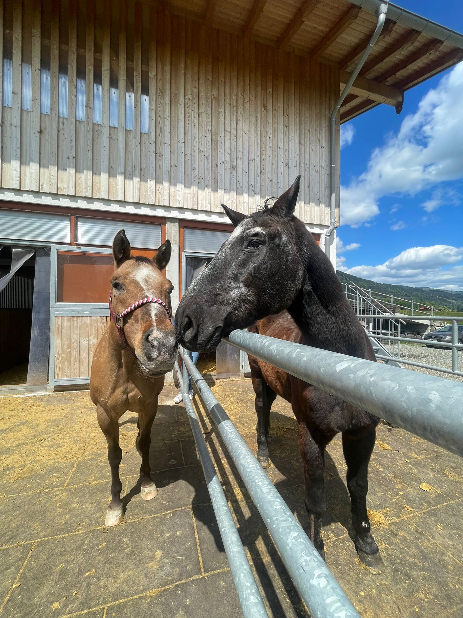 Österreichischer Tierschutzverein- Happy End: Blueberry