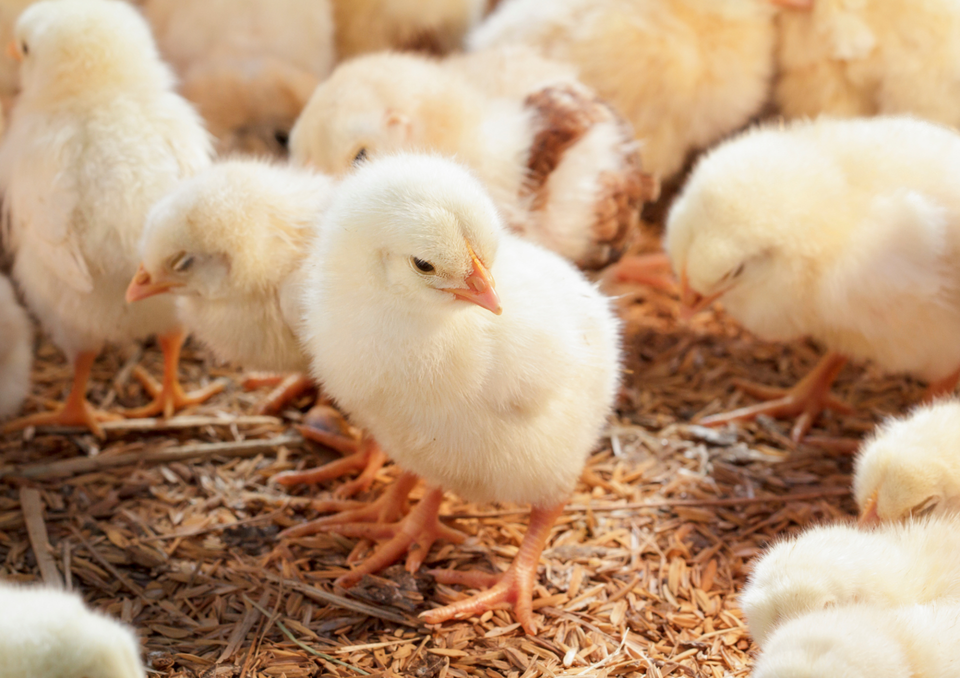 5 7 Österreichischer Tierschutzverein