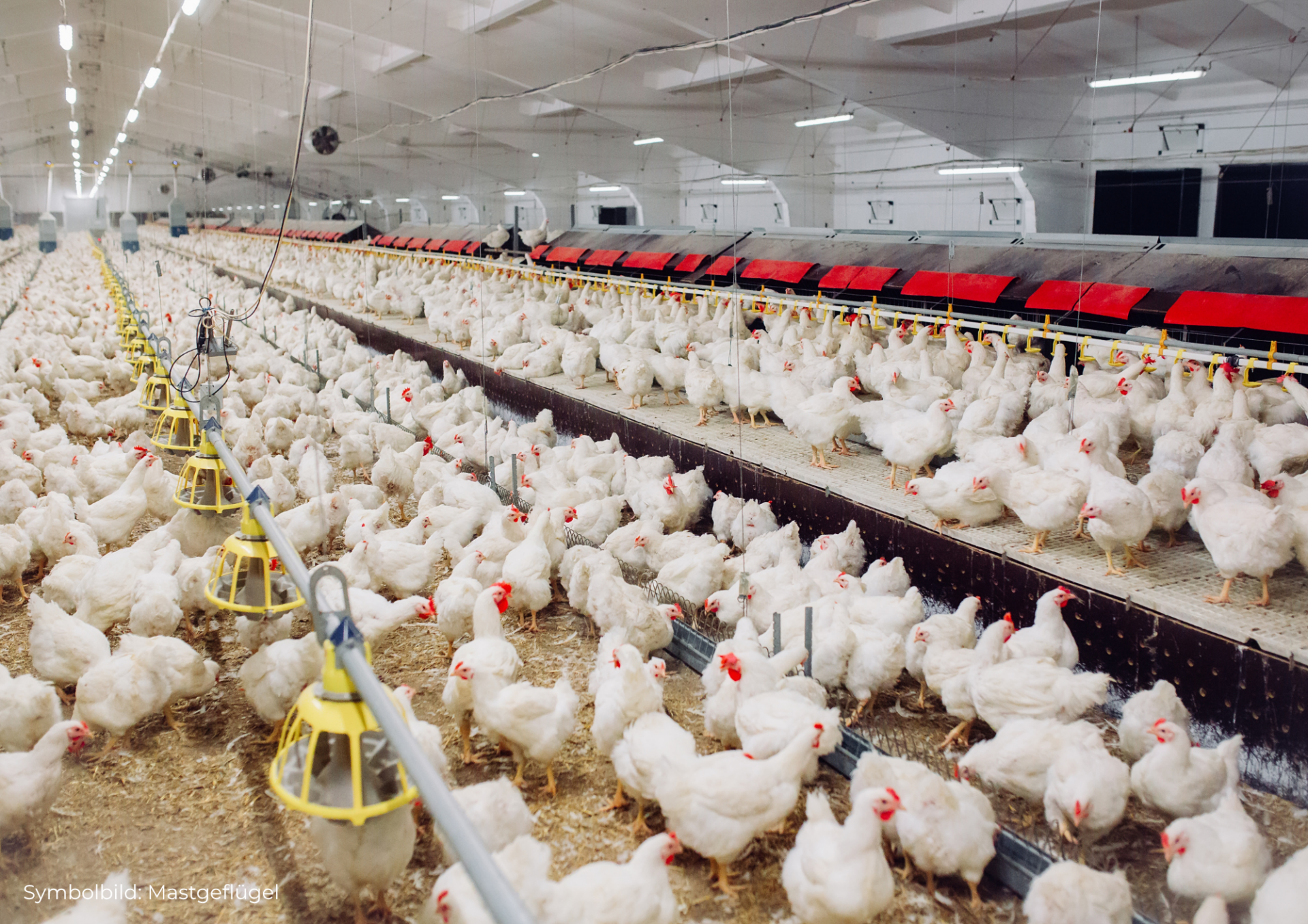 5 8 Österreichischer Tierschutzverein
