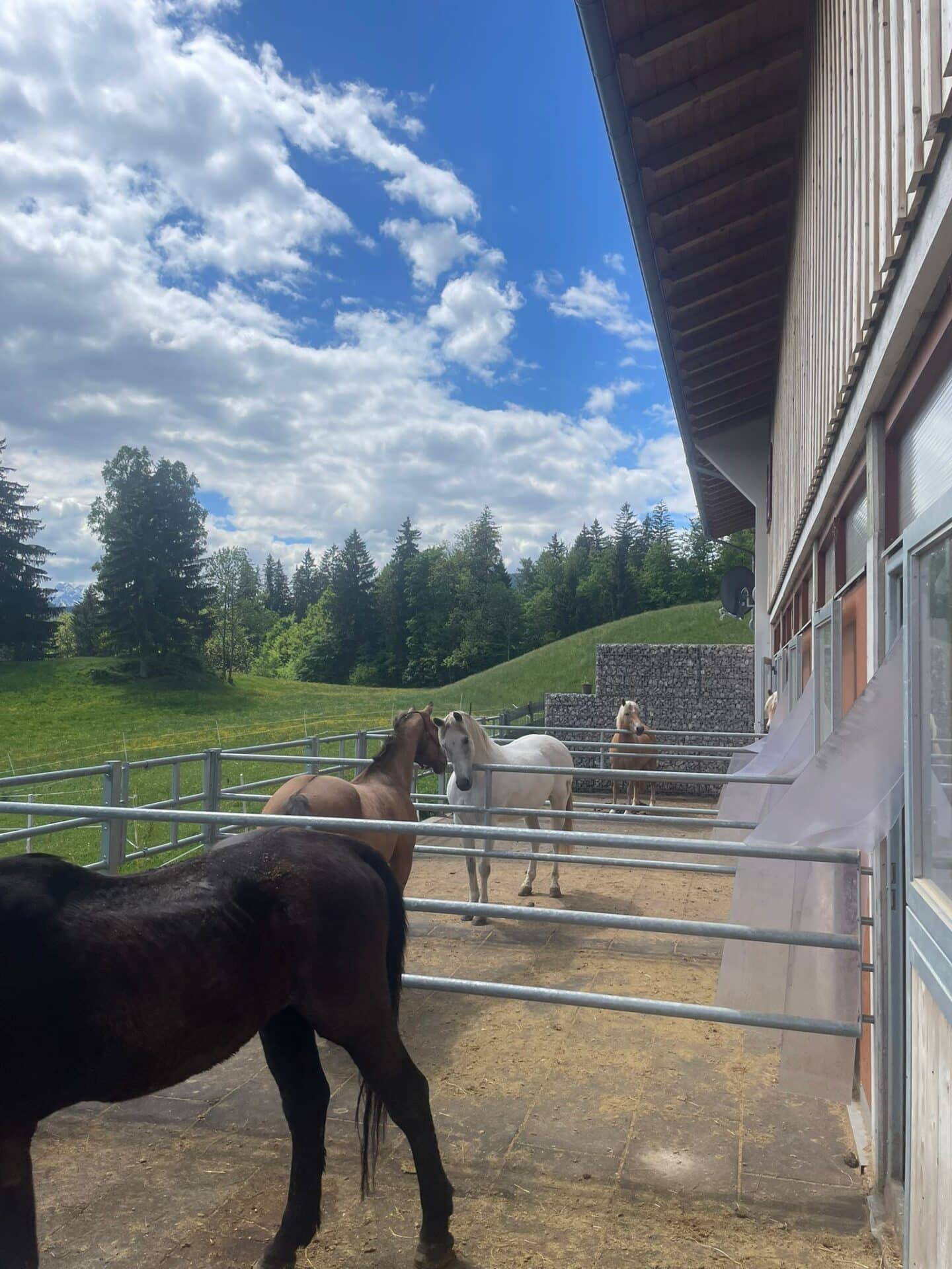 500054605 1111389017691273 5222723712515230961 n Österreichischer Tierschutzverein