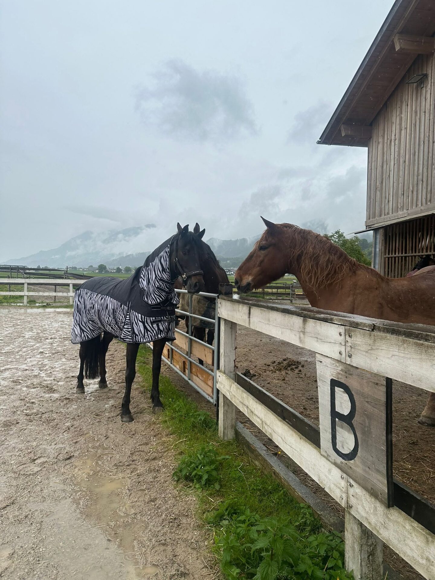 Österreichischer Tierschutzverein-Happy Ends: Galguero