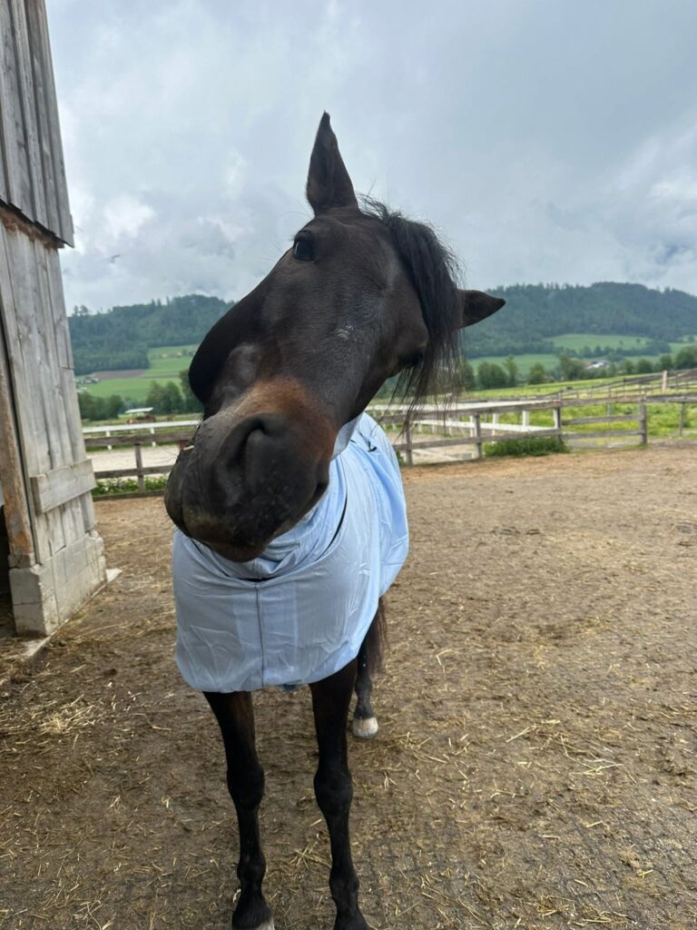 Österreichischer Tierschutzverein-Happy Ends: Galguero
