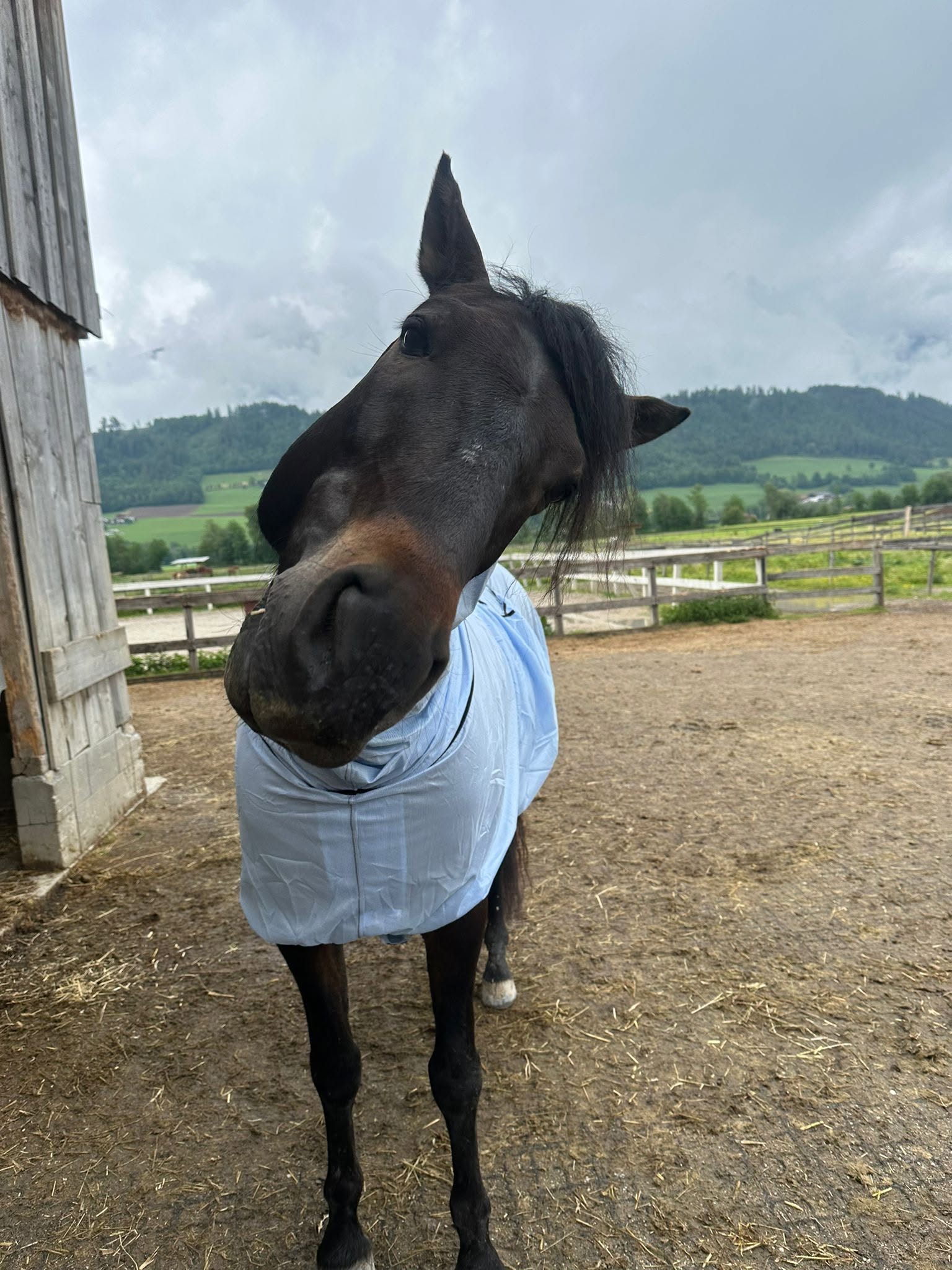 Österreichischer Tierschutzverein-Happy Ends: Galguero