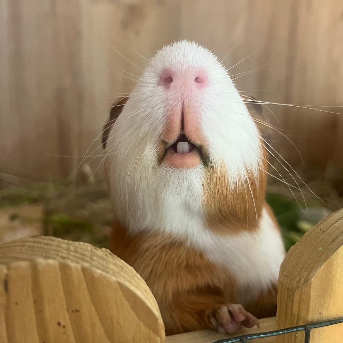 518250350 1155941393236035 4933858699184959591 n 1 Österreichischer Tierschutzverein