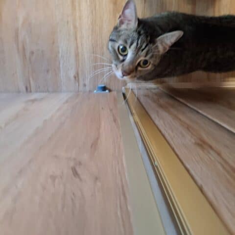 Österreichischer Tierschutzverein-Tiervermittlug: Die sensible Lisia