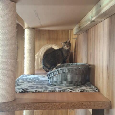 Österreichischer Tierschutzverein-Tiervermittlug: Die sensible Lisia