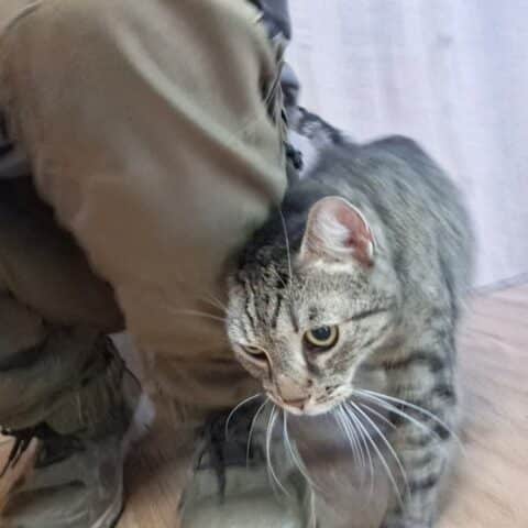 Österreichischer Tierschutzverein-Tiervermittlug: Die sensible Lisia