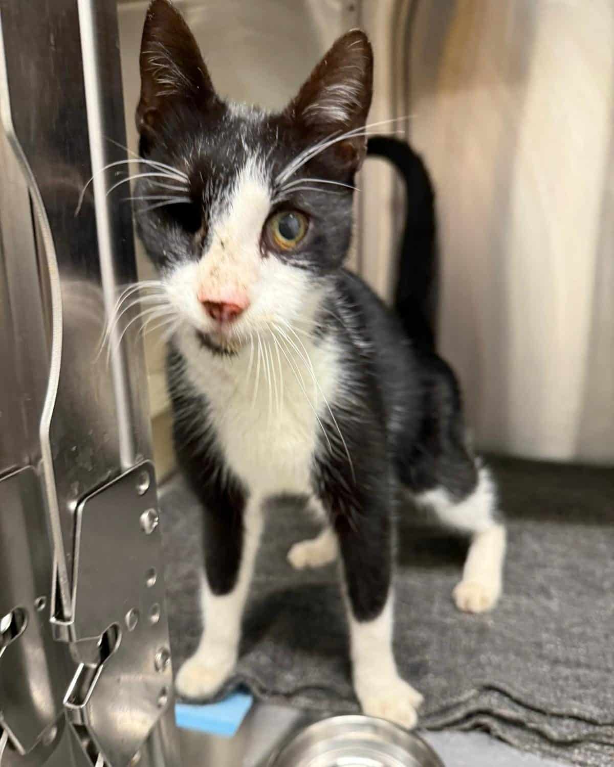 Österreichischer Tierschutzverein-Spendenkampagne: Fundkater Captain Hook