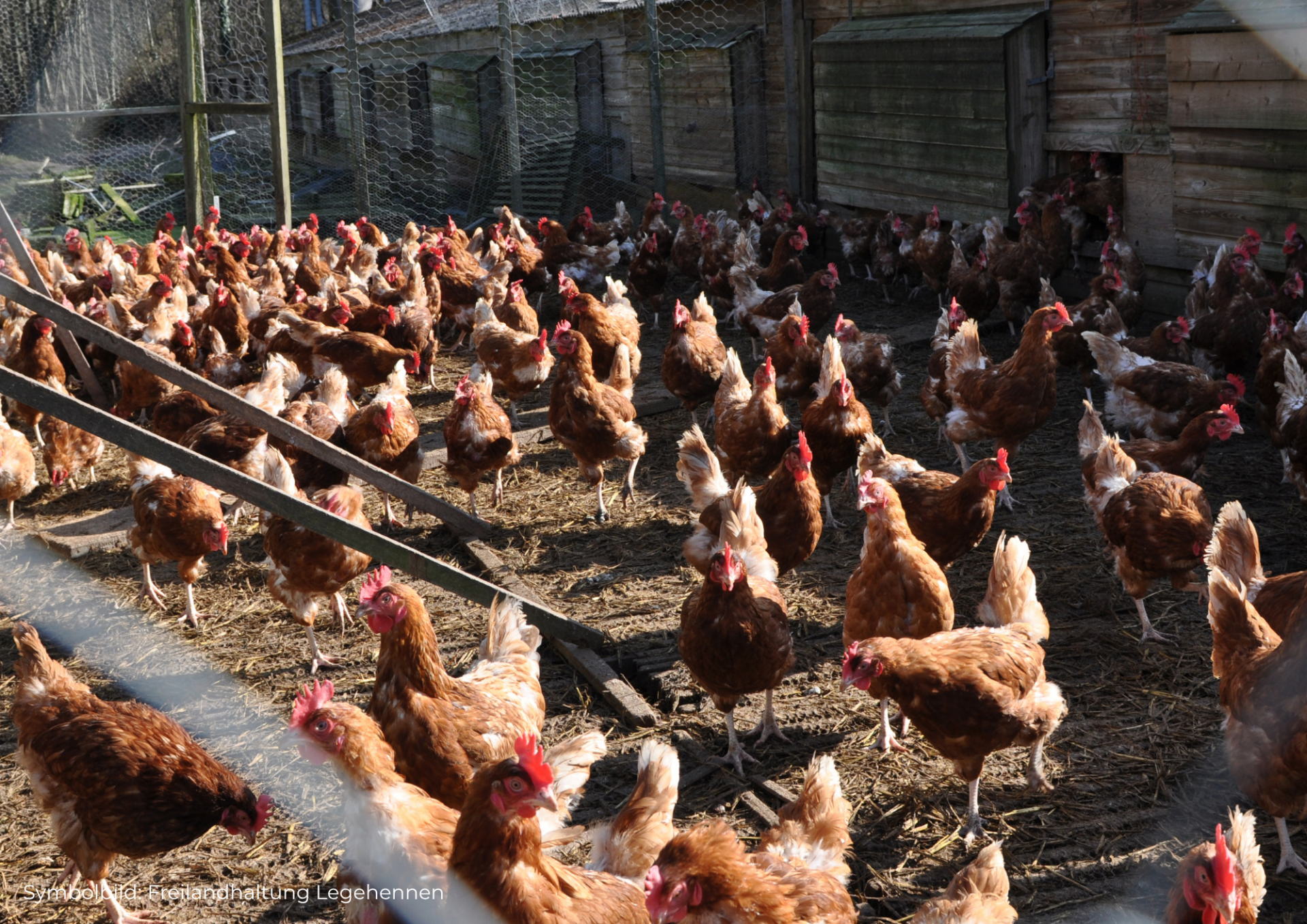 6 5 Österreichischer Tierschutzverein