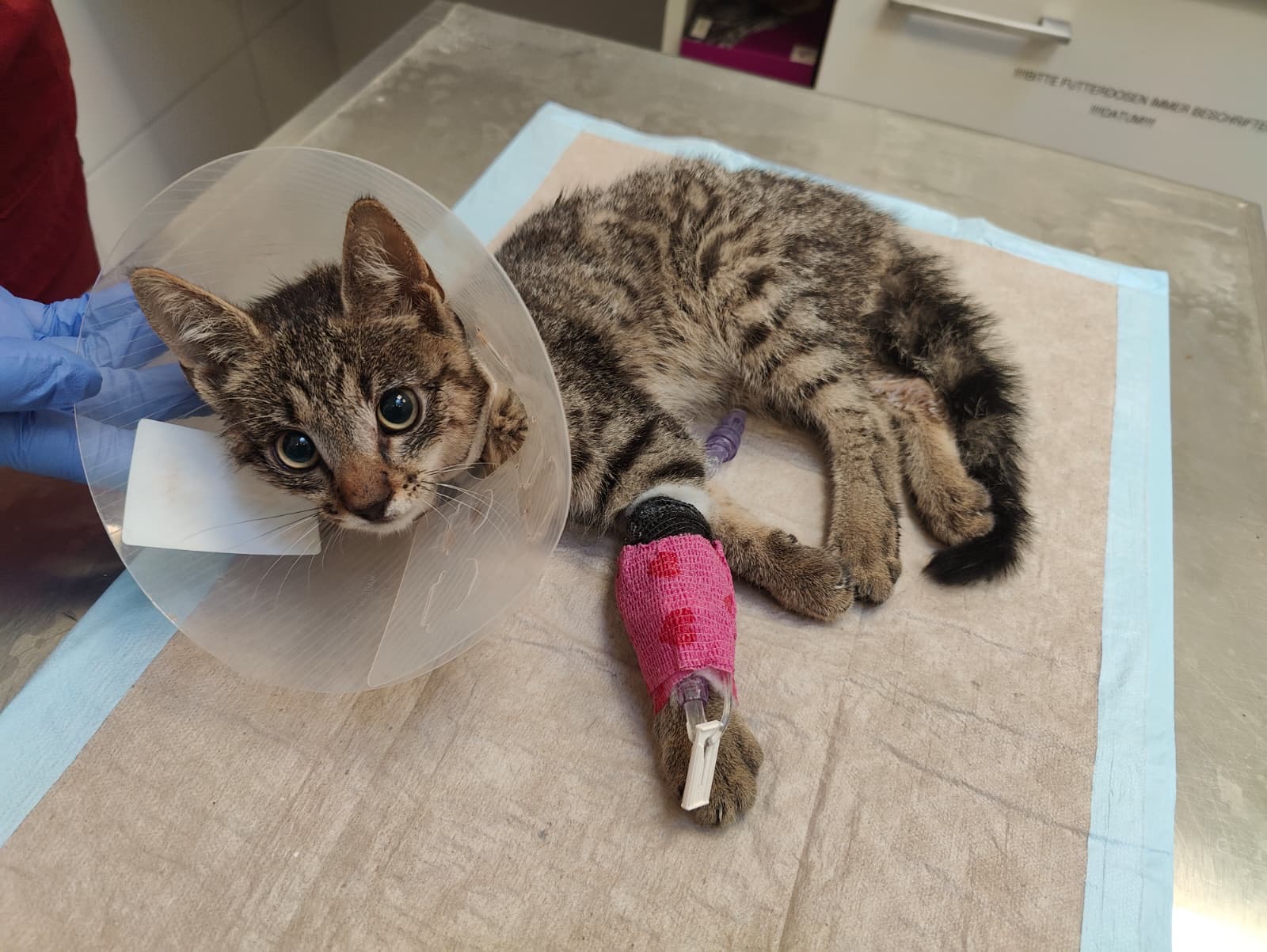 Österreichischer Tierschutzverein-Spendenkampagne: Fundkater Fridolin
