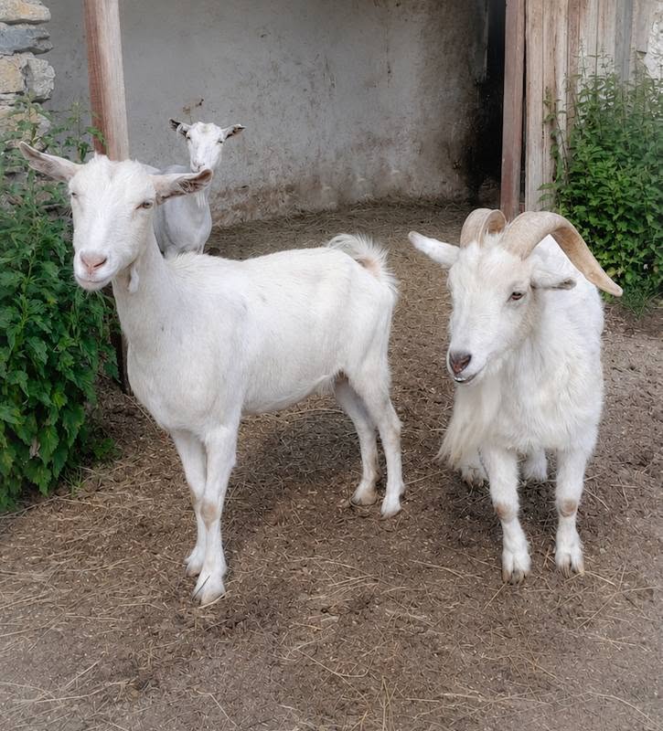 Österreichischer Tierschutzverein 724454103 1403183658507316 1213734687646172302 n Österreichischer Tierschutzverein