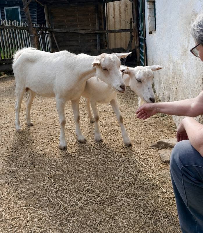 Österreichischer Tierschutzverein 727190441 1403183748507307 3681900298121830460 n Österreichischer Tierschutzverein