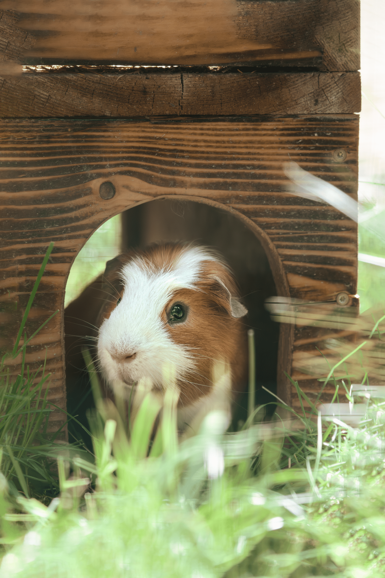 8 3 Österreichischer Tierschutzverein