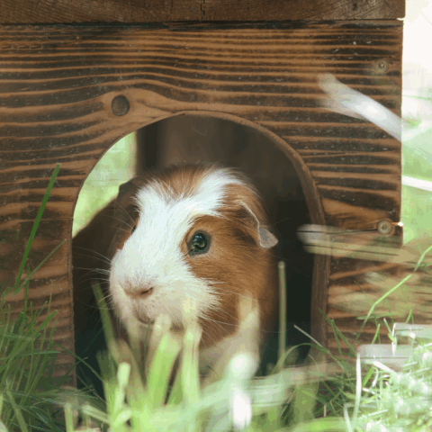 Österreichischer Tierschutzverein-Tiervermittlung-Die quirlige Meerschweinchenbande
