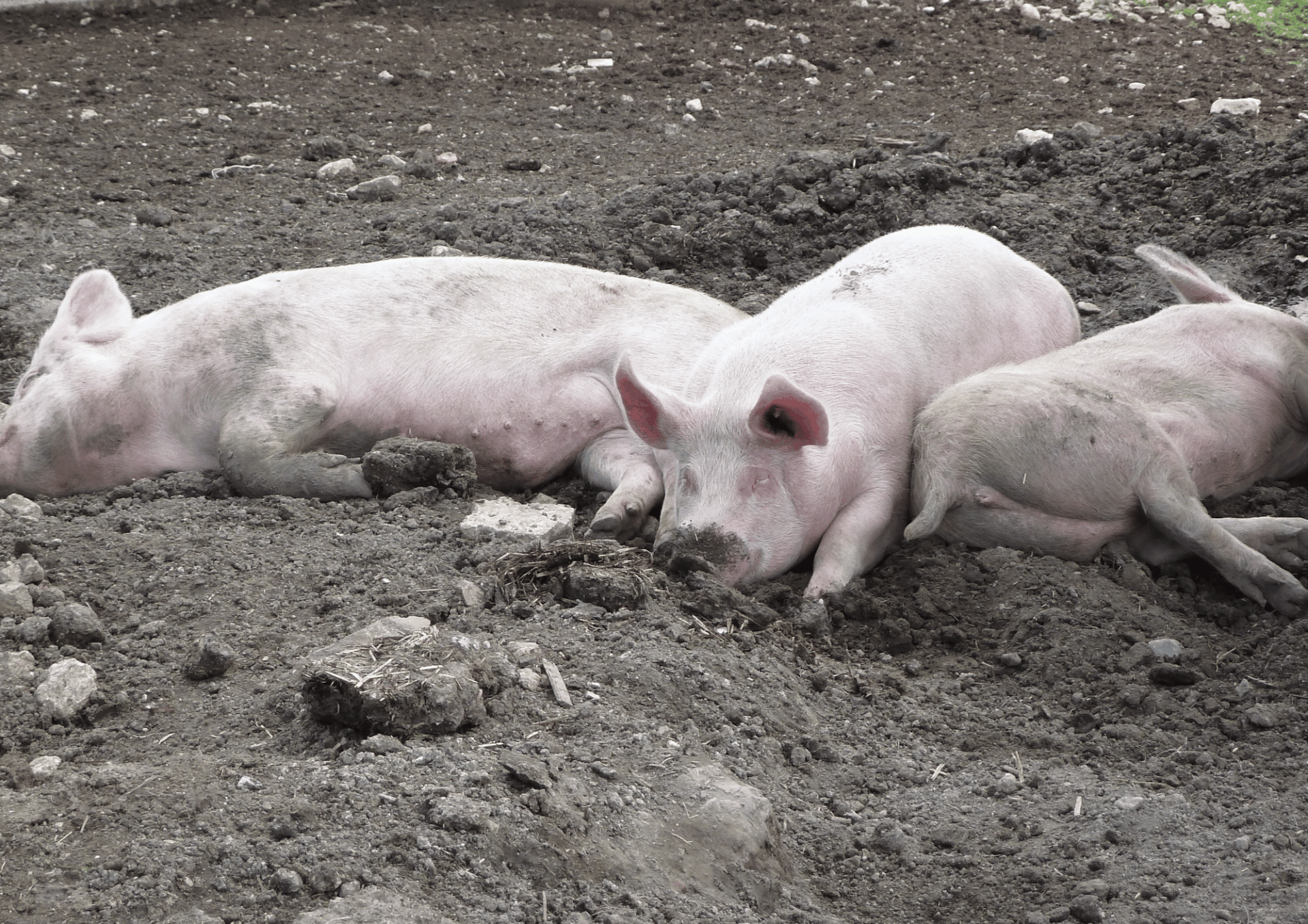 Österreichischer Tierschutzverein 8 9 Österreichischer Tierschutzverein