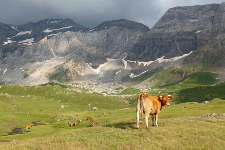 Almkühe 1 pexels-philippe-serrand
