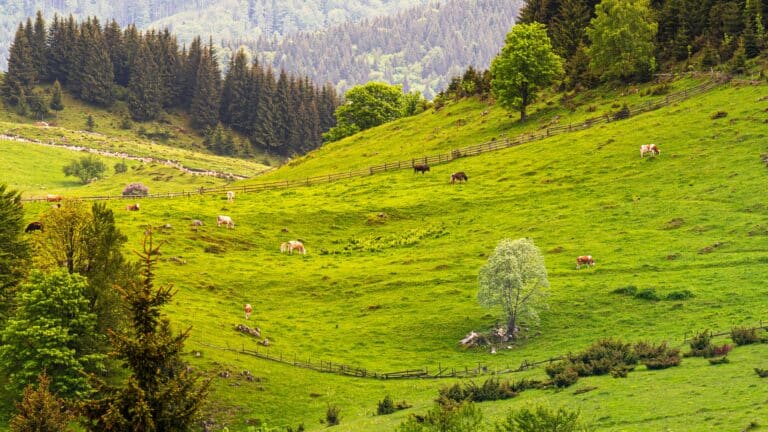 Almkühe 2 pexels-septimiu-lupea