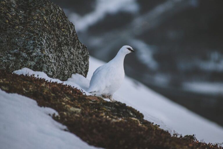 Alpenschneehuhn pexels-shvedovevgeniq