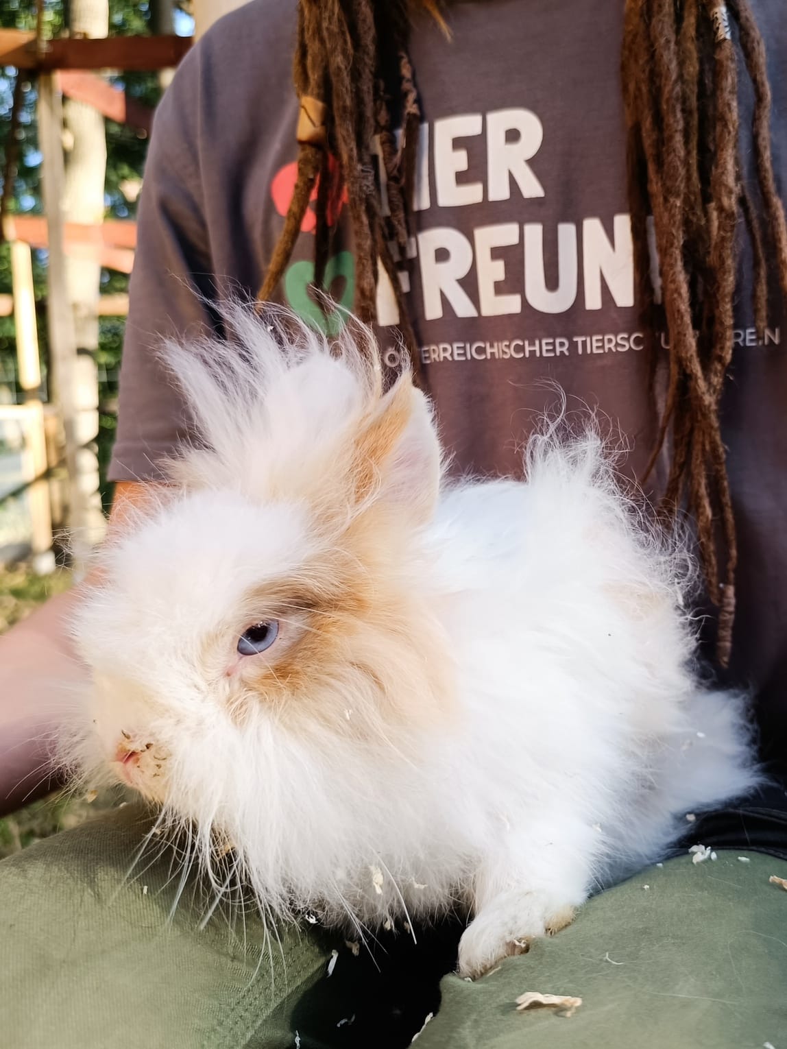 Österreichischer Tierschutzverein - Wissenslexikon: Angorakaninchen Lucky