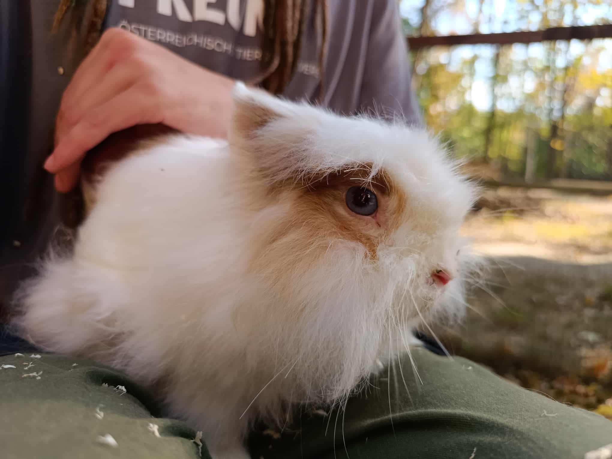 Österreichischer Tierschutzverein - Wissenslexikon: Angorakaninchen Lucky