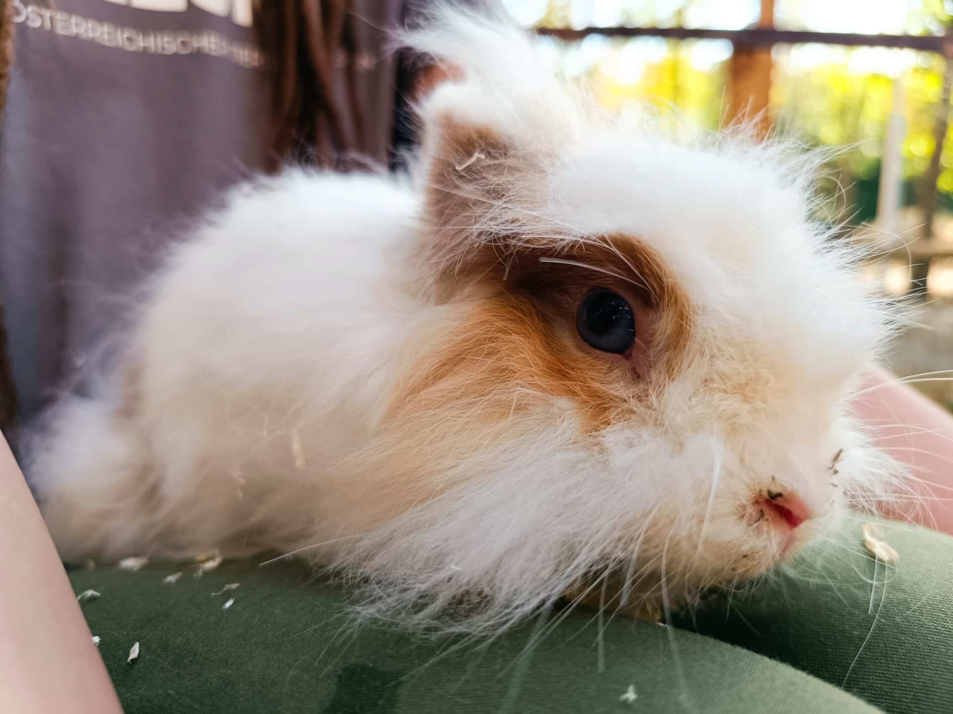 Österreichischer Tierschutzverein - Wissenslexikon: Angorakaninchen Lucky