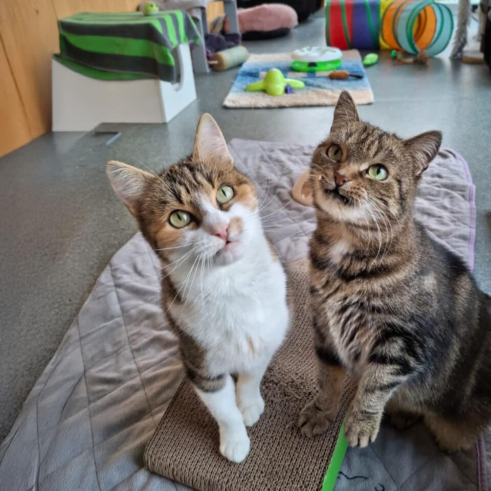 Österreichischer Tierschutzverein-Tiervermittlung: Ariane und Tamina