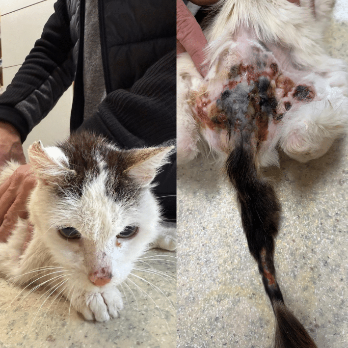 Österreichischer Tierschutzverein-Notfellchen Projekt: Schwer verletzt, ausgehungert und nur noch 1,2 Kilo schwer.