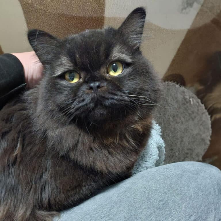 Österreichischer Tierschutzverein-Tiervermittlung: Schnurrweltmeister Baby und Fluffy