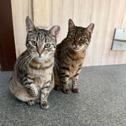 Österreichischer Tierschutzverein - Tiervermittlung: Freunde fürs Leben, Balou und Bandit.
