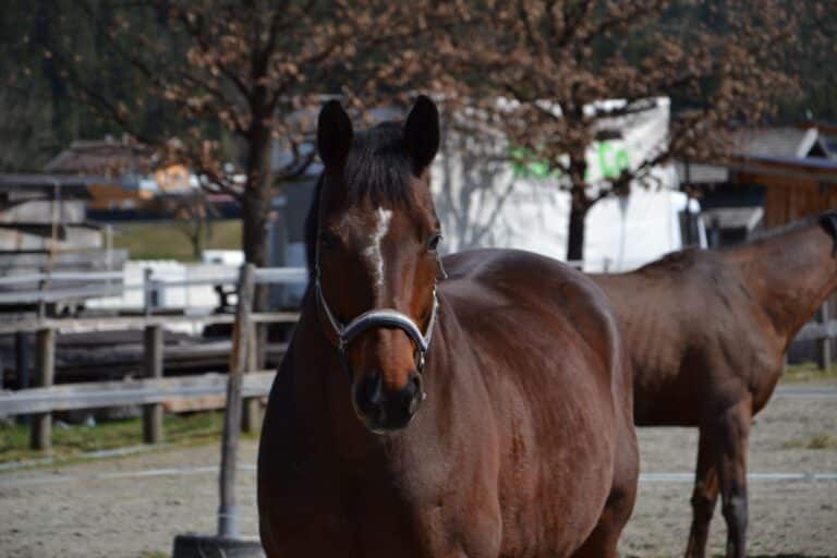 Bayrisches Warmblutv Aaron ©OeTV